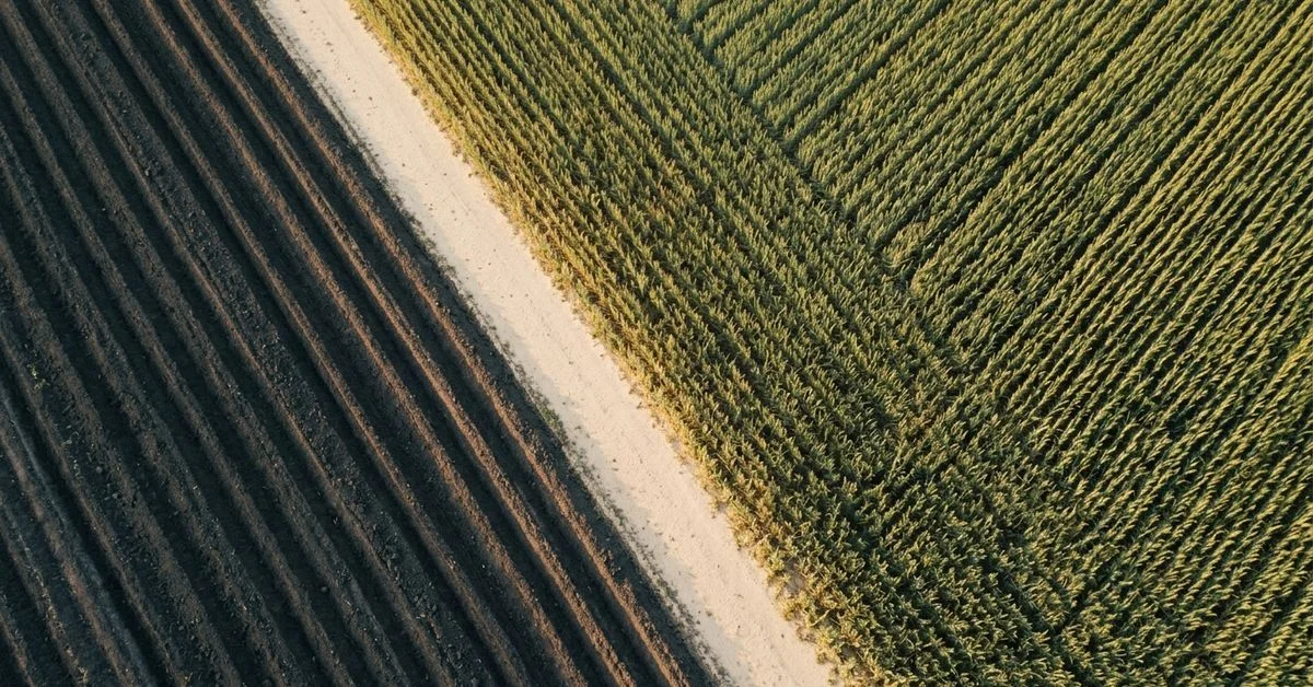 Fotografía aérea minimalista de surcos de tierra arada junto a hileras de cultivo joven, con luz dorada de atardecer